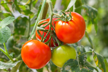 Tomato Problems: Fix Issues Affecting Your Tomatoes Image